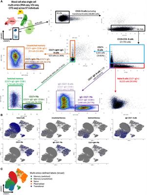Unravelling B cell heterogeneity: insights into flow cytometry-gated B cells from single-cell multi-omics data